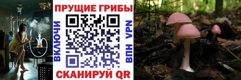 Галлюциногенные грибы Cubensis  закладки  Славгород 